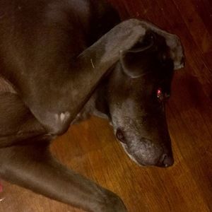 Meet your Posher, Dj